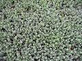 Blue Stonecrop / Sedum reflexum 